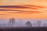 Sunrise Fog_22264